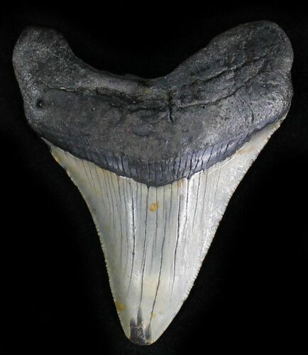 Bargain Megalodon Tooth - North Carolina #28508